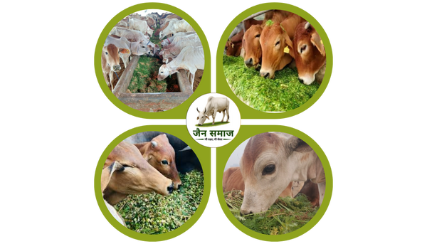 Green Fodder (हरा चारा)